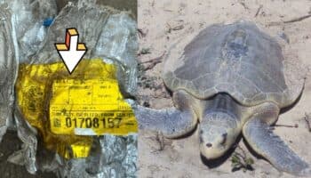 Microplásticos de cohete de SpaceX amenazan liberación de tortugas en Tamaulipas: Conibio Global