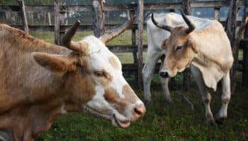 ¿La ganadería ilegal está destruyendo selvas y alimentando al narcotráfico? | Entérate