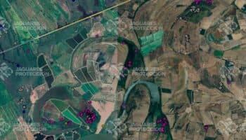 GPS revela trayectoria de cuatro jaguares en un hábitat alterado por actividades humanas