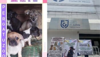 Albergue Pergatuzoo denuncia doble extorsión: primero del CJNG y y después de policías y MP de la CDMX