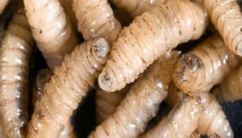 Mujer con infección por gusano barrenador muere por complicaciones de oncológicas