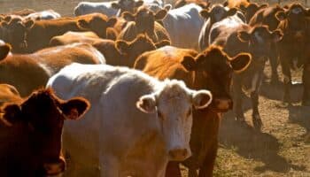 Por gusano barrenador, ganado centroamericano solo ingresará por Puerto Chiapas