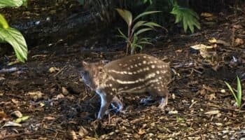 Capibara, hazte a un lado: llegó el tepezcuintle | iNaturalistMx