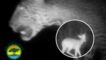 Captan a jaguar y venados en reserva natural de Nayarit con cámaras trampa