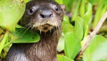 Descubren una nueva especie de nutria en América Latina | Mongabay
