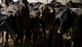 Gusano barrenador provoca sobrecostos de 400 millones de dólares en ganaderos mexicanos