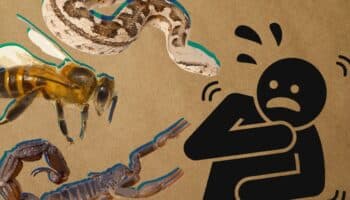 De abeja, serpiente o alacrán, descubre cuál es la mordedura más mortal