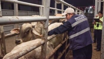 Capacitarán a estudiantes para combatir al gusano barrenador