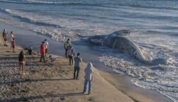 Hallan ballena muerta en Playas de Tijuana | Fotos