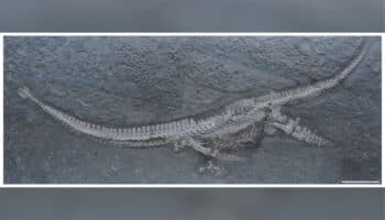 Descubren nueva especie de reptil marino de cuello largo en ecosistema de hace 183 millones de años