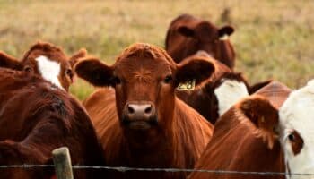 Ganaderos mexicanos denuncian "sobrerregulación" por medidas contra gusano barrenador