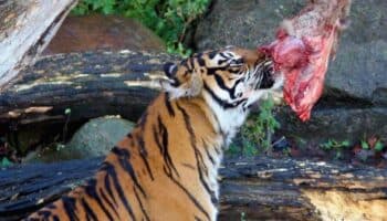 Zoológico danés genera polémica por pedir mascotas para alimentar a sus tigres y leones