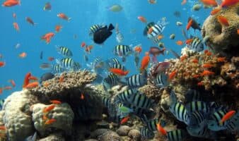 Pese a fallo de la SCJN, Gobierno pretende ampliar el puerto de Veracruz; amenaza arrecifes y ecosistemas terrestres