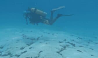 'Era como nieve bajo el agua': corales impactados por El Niño en México tardarían dos décadas en recuperarse | Mongabay