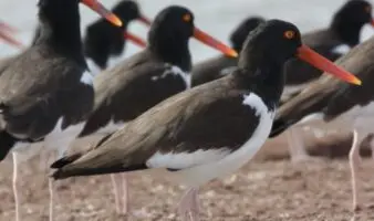 Un refugio inesperado: el amenazado ostrero americano del Pacífico encontró un hogar vital en el noroeste de México | ENTREVISTA | Mongabay