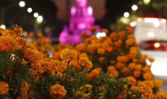 Cempasúchil, la flor que ilumina altares y trata enfermedades