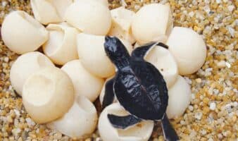 Liberan 213 crías de tortugas marinas en Guerrero