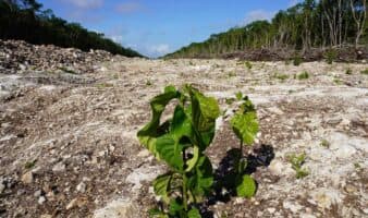 Propuesta de ministra podría impedir que organizaciones defiendan causas: Greenpeace