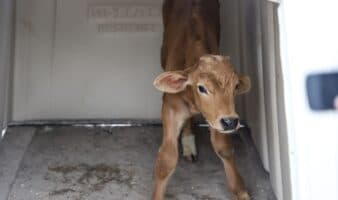 Impulsan Comisión de Bienestar Animal en el Congreso