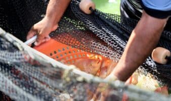 Congreso debate protección legal de los peces en México