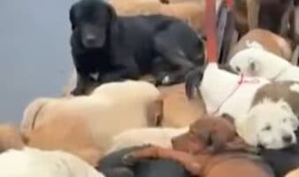 Refugio Franciscano tuvo a cientos de perros en un 'inmundo infierno': Fundación Antonio Haghenbeck