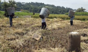 Gobierno federal anuncia apoyo económico para productores de arroz ante caída de precios internacionales