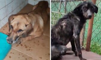 Refugio Franciscano hacinó a miles de perros y rechazó proyecto para un mejor albergue: Fundación Antonio Haghenbeck