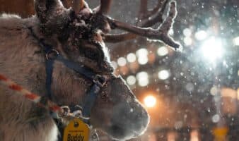 El reno frente al cambio climático: el símbolo del invierno que podría desaparecer