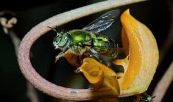 Misterio de 300 años resuelto: Científico mexicano descubre la abeja que poliniza la vainilla de forma natural