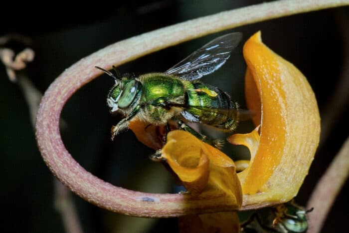Misterio de 300 años resuelto: Científico mexicano descubre la abeja que poliniza la vainilla de forma natural