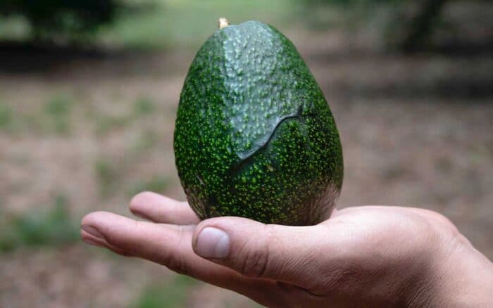 El aguacate pierde hasta 5 % de su valor por extorsiones antes de llegar al Super Bowl: ANPEC