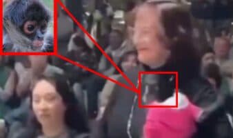 Captan a regidora con mono araña bebé; ya fue denunciada