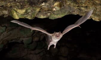 Ecólogo mexicano llama a proteger a los murciélagos: 'Son nuestros aliados más importantes'