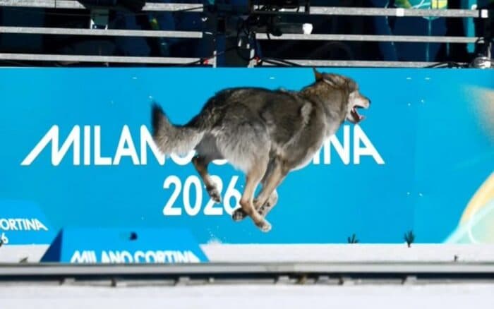 Milano-Cortina 2026: Roba cámara perro lobo a esquiadoras de fondo en la meta | Video