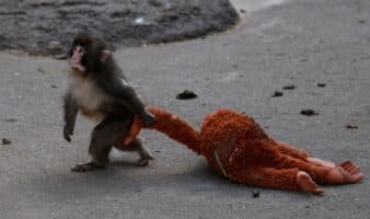 PETA pide trasladar a 'Punch': Su situación no es adorable, es 'un vistazo al trauma de un primate joven'