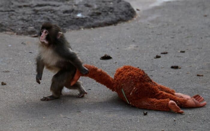 PETA pide trasladar a 'Punch': Su situación no es adorable, es 'un vistazo al trauma de un primate joven'