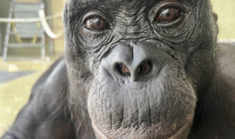 Los simios, como los humanos, tienen imaginación y saben fingir