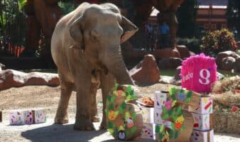 Trompita, la elefanta rescatada de un circo, celebra su cumpleaños 65