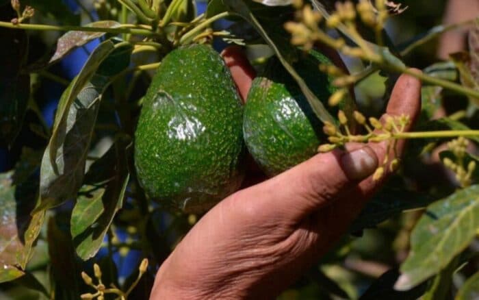 Bosque por «oro verde»: las alternativas al aguacate para frenar la deforestación y la violencia en México