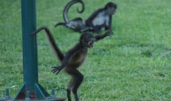 Crónicas de Exploración | Coexistiendo con monos en las ciudades de la Riviera Maya