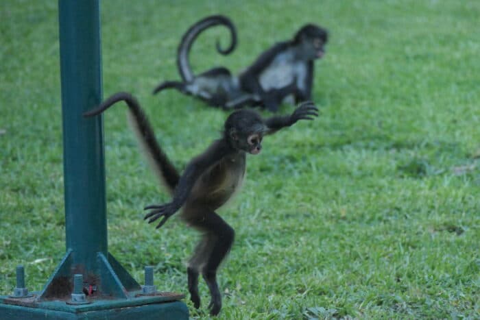 Crónicas de Exploración | Coexistiendo con monos en las ciudades de la Riviera Maya