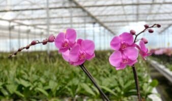Día Nacional de la Orquídea | Lanzan convocatoria de 'México florece con orquídeas'