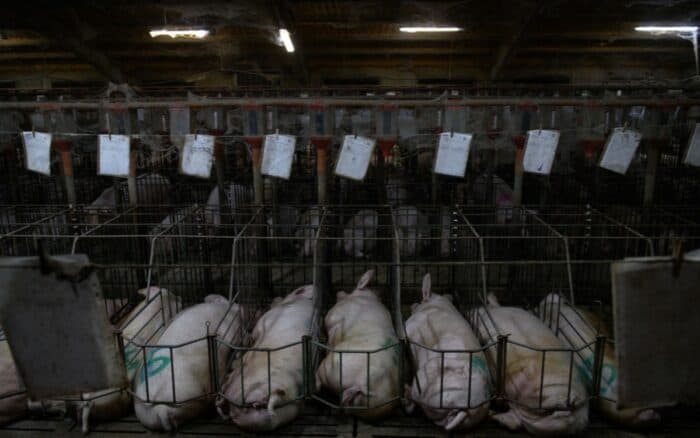 No son granjas: ONU expone la ganadería industrial en México