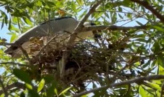 Tamaulipas | Alertan por riesgo sanitario en secundaria por aves migratorias