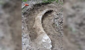 INAH responde a reclamo por colmillo de mamut en Acámbaro