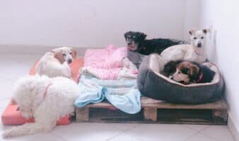 Avalan dar en adopción a 936 animales del Refugio Franciscano