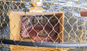 ¿Conservación o explotación comercial del pulpo maya? Investigación encubierta denuncia irregularidades en proyecto de la UNAM