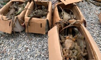 Rescatan 192 iguanas verdes en Oaxaca; investigan posible tráfico ilegal