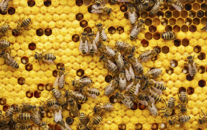 Las abejas también entienden el ritmo: descubren su capacidad para reconocer patrones