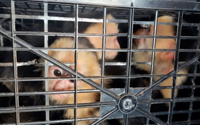 Rescatan a 10 monos capuchinos trasladados ilegalmente en carretera de Tabasco; detienen a conductor
